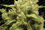 Image of Opium® Fem