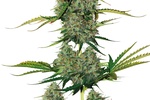 Image of BCN Critical XXL Auto Fem