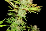 Image of CBD Kong´s Kush Fem