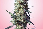 Image of Spliff´s Strawberry Fem