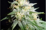 Image of White Widow Automatic