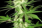 Image of Sumo´s Big Bud Fem