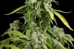 Image of Blue Cheese Autoflowering Fem