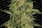 Image of Nebula II CBD® Fem