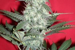 Image of SPR Haze Fem