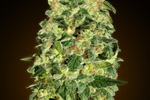 Image of Auto California Kush Fem