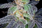 Image of Purple OG #18 Fem