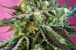 Image of Sweet Nurse Auto CBD® Fem