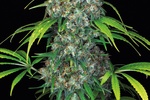 Image of Double Dutch Fem