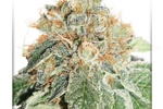 Image of Auto Colorado Cookies® Fem