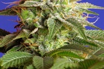 Image of Green Poison F1 Fast Version ® Fem