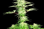 Image of Blue Nitro Haze Fem