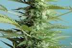 Image of Auto Sweet Dwarf Fem