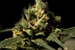 Image of Citral Skunk Fem