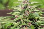 Image of Red Purps® Fem