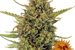 Image of Acapulco Gold Fem