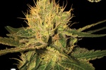 Image of Cannalope Haze