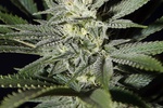 Image of King’s Kush CBD Fem