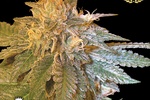 Image of LA Confidential Fem