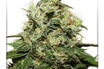 Image of CBD Kush® Fem