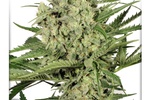 Image of Dutch Cheese Fem