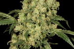 Image of AK-47 Fem