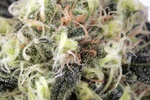 Image of Snowbud Fem