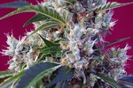 Image of Indigo Berry Kush® Fem