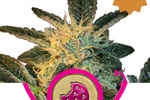 Image of Royal Cookies Fem