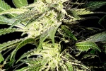 Image of The Bulldog Skunk