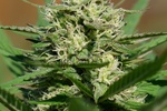 Image of Medical Kush Auto Fem