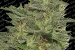 Image of Original Cheese (IBL)® Fem