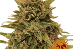 Image of Blueberry OG™ Fem