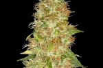 Image of Moon Walker Kush Fem