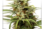 Image of Auto White Widow® Fem