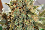 Image of Spliff Cheese Fem