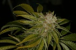 Image of MK-Ultra® Kush Fem