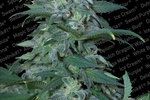 Image of Magic Bud® Fem