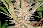 Image of S.A.D. Sweet Afgani Delicious S1® Fem