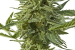 Image of Northern Haze Express Fem