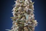 Image of 00 Kush Fem