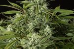 Image of Cheese CBD Fem