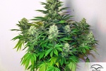 Image of Dark Delight® Fem