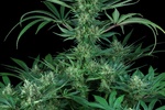 Image of Cold Creek Kush