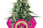 Image of Power Flower Fem