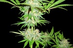 Image of Cali Gangsta Kush Fem