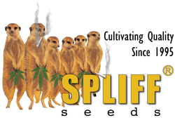 Logo of Spliff Seeds