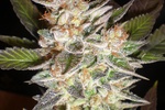 Image of Cheese Candy Auto Fem