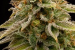 Image of Lemon Thai Kush Fem