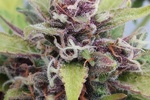 Image of Purple Ryder #2 Fem